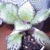 Plante de interior - Episcia cupreata